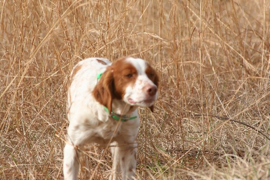 sadie - 2