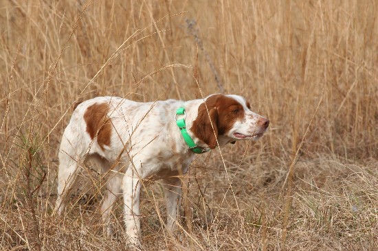 Sadie - 3